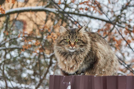 A big fluffy mottled cat sits on a fence near a village house on a cloudy winter day.の写真素材