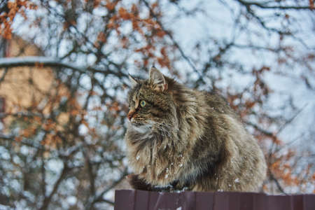 A big fluffy mottled cat sits on a fence near a village house on a cloudy winter day.の写真素材