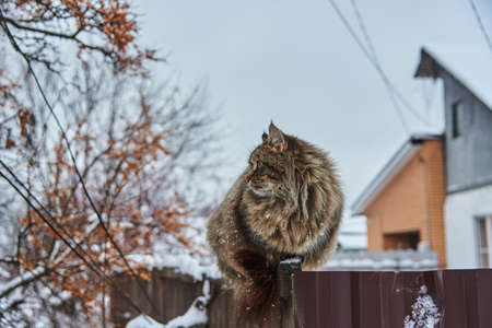 A big fluffy mottled cat sits on a fence near a village house on a cloudy winter day.の写真素材