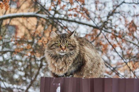 A big fluffy mottled cat sits on a fence near a village house on a cloudy winter day.の写真素材