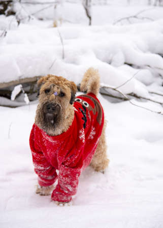 Irish soft coated wheaten terrier. A fluffy red dog in a New Year's red suit poses in a snow-covered forest.の写真素材