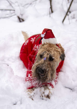 Irish soft coated wheaten terrier. A fluffy red dog in a New Year's red suit poses in a snow-covered forest.の写真素材