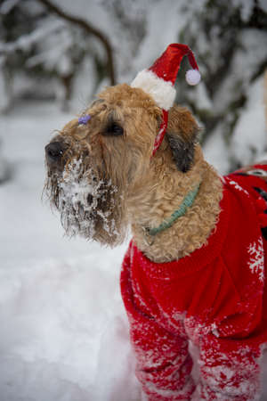 Irish soft coated wheaten terrier. A fluffy red dog in a New Year's red suit poses in a snow-covered forest.の写真素材