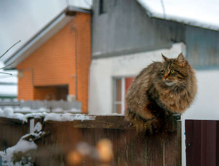 A big fluffy mottled cat sits on a fence near a village house on a cloudy winter day.の写真素材