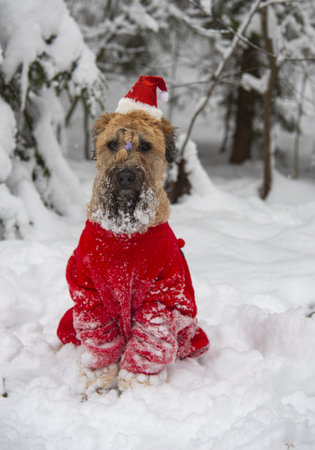 Irish soft coated wheaten terrier. A fluffy red dog in a New Year's red suit poses in a snow-covered forest.の写真素材