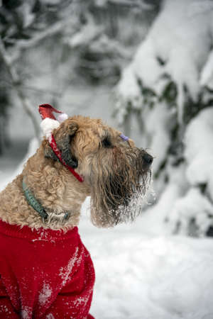 Irish soft coated wheaten terrier. A fluffy red dog in a New Year's red suit poses in a snow-covered forest.の写真素材