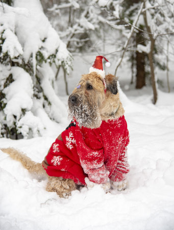 Irish soft coated wheaten terrier. A fluffy red dog in a New Year's red suit poses in a snow-covered forest.の写真素材