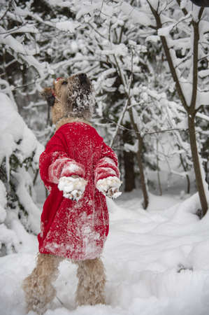 Irish soft coated wheaten terrier. A fluffy red dog in a New Year's red suit poses in a snow-covered forest.の写真素材