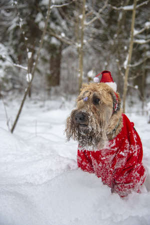 Irish soft coated wheaten terrier. A fluffy red dog in a New Year's red suit poses in a snow-covered forest.の写真素材