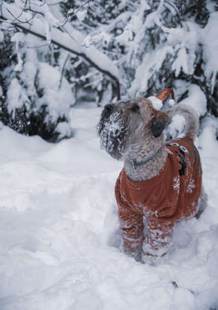 Irish soft coated wheaten terrier. A fluffy red dog in a New Year's red suit poses in a snow-covered forest.の写真素材
