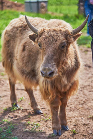 A small shaggy bull with long horns on a warm summer day.の写真素材