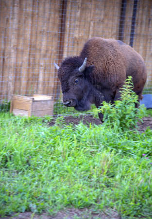A shaggy young bison in the green grass on an eco-farm.の写真素材