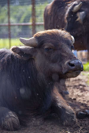 A young shaggy bull lies on the ground on an eco-farm.の写真素材