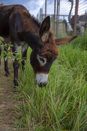 A donkey chews grass near the enclosures with ostriches on an eco-farm.の写真素材
