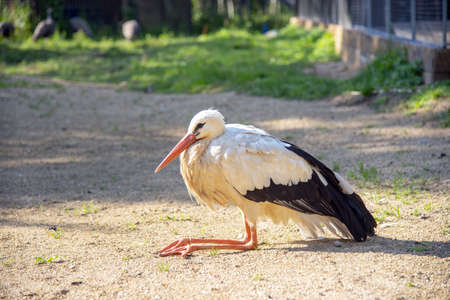 A large black and white bird sits on the ground with its long legs tucked up on an eco-farm.の写真素材