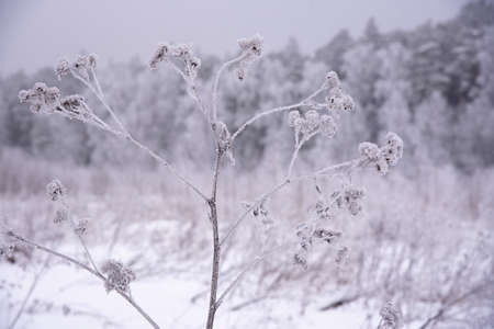 Winter overcast landscape with snow-covered trees. Poor visibility due to a blizzard. Focus on the foreground, on the burdock in the frost.の写真素材