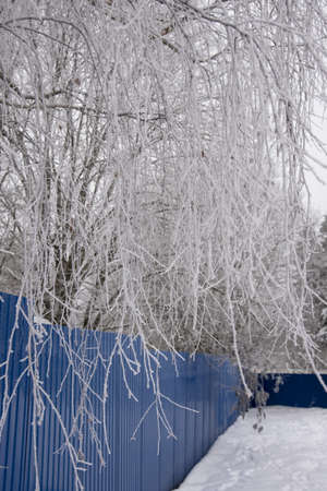 Frosted birch branches hang over a bright blue fence. Winter snowy landscape.の写真素材