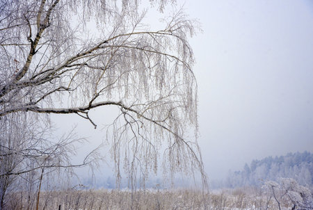 Winter overcast landscape with snow-covered trees. Poor visibility due to a blizzard. Hanging birch branches in the foreground.の写真素材
