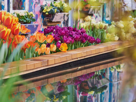 Spring flowers grow in a flower bed and are reflected in a small homemade pond. selective focus.の写真素材