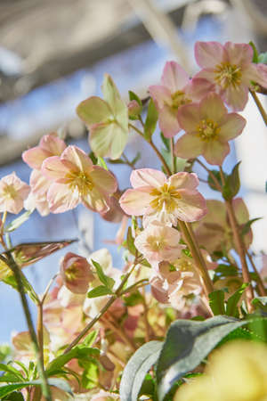 Delicate hellebore flowers on a blue background. Selective focus, design, copy space.の写真素材