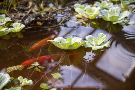 A small pond with red fish swimming in it and water lettuce, pistia.の写真素材