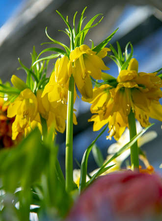 Spring Flower - Fritillaria Imperialis. Bright yellow flower on the background of the window.の写真素材
