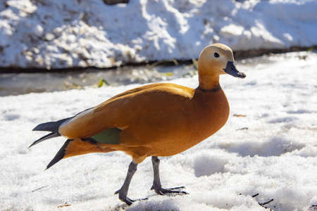 Duck ogar on white snow on a sunny winter day.