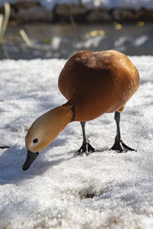 Duck ogar on white snow on a sunny winter day.の写真素材
