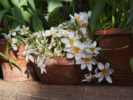 Delicate white crocus in a ceramic pot in the interior. spring bulbous flowers. A symbol of joy.の写真素材