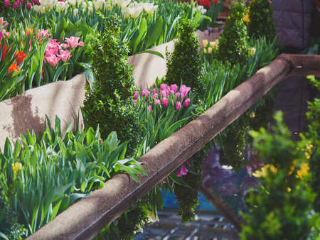 Spring flowers grow in a flower bed and are reflected in a small homemade pond. selective focus.の写真素材