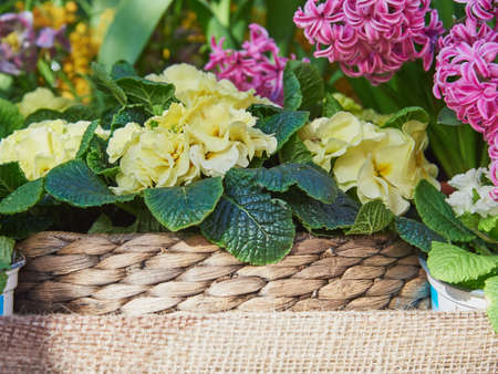 A bright primrose in a wicker basket standing on burlap next to ceramic pots. spring blossomの写真素材