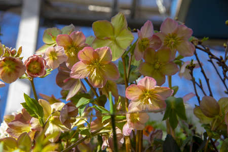 Delicate hellebore flowers on a blue background. Selective focus, design, copy space.の写真素材