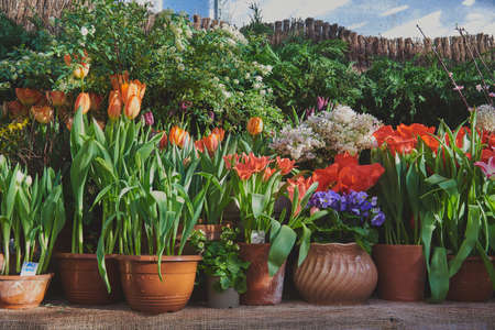 Many ceramic pots with bright spring flowers are arranged in a row.の写真素材