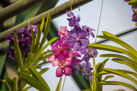 A bright varietal orchid is tied on a string to the crossbars.の写真素材