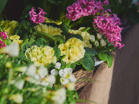 A bright primrose in a wicker basket standing on burlap next to ceramic pots. spring blossomの写真素材