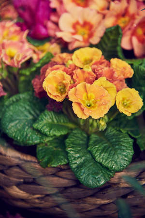 A bright primrose in a wicker basket standing on burlap next to ceramic pots. spring blossomの写真素材