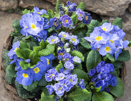 A bright primrose in a wicker basket standing on burlap next to ceramic pots. spring blossomの写真素材