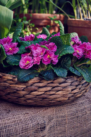 A bright primrose in a wicker basket standing on burlap next to ceramic pots. spring blossomの写真素材