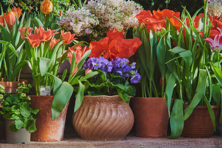 Many ceramic pots with bright spring flowers are arranged in a row.の写真素材