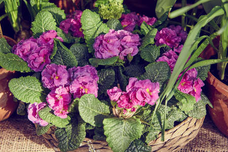 A bright primrose in a wicker basket standing on burlap next to ceramic pots. spring blossomの写真素材