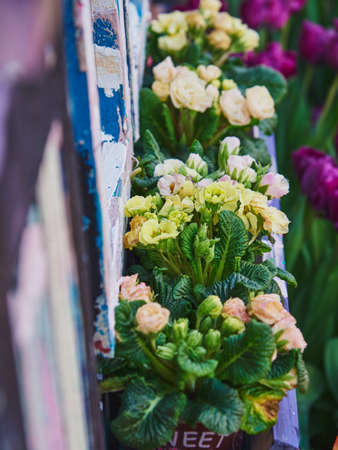 Bright primroses in pots on a stand under the window, outside the house. Focus on the middle. spring flowers.の写真素材