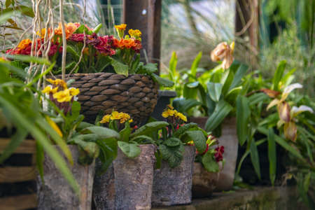 Bright primroses in stylized flower pots are placed on the stone wall. Spring flowers, greenhouse.Selective focus.の写真素材