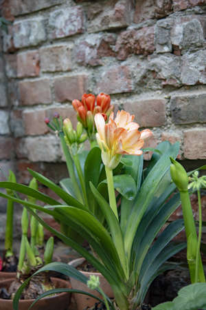 Blooming clivia in a ceramic pot on the background of a brick wall.