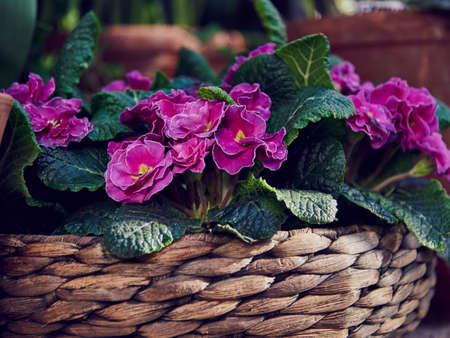 A bright primrose in a wicker basket standing on burlap next to ceramic pots. spring blossomの写真素材