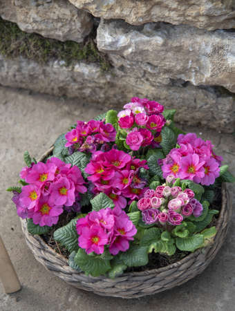A bright primrose in a wicker basket standing on burlap next to ceramic pots. spring blossomの写真素材
