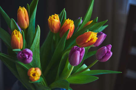 A bouquet of bright multicolored tulips on a dark background. Copy space for text, design. floral background.の写真素材