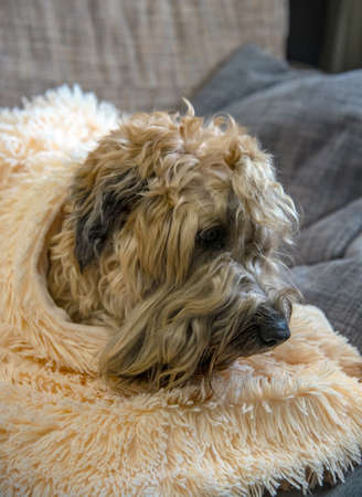 Irish Soft Coated Wheaten Terrier.A red-haired shaggy dog is lying on the sofa on pillows.の写真素材
