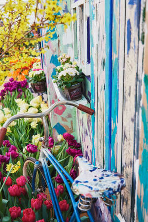 A retro bike stands on a flower bed with bright multicolored tulips against the wall of the house.の写真素材