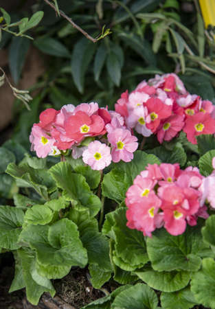 Bright pink primrose flowers in dense green foliage. Gardening, potted plant.の写真素材