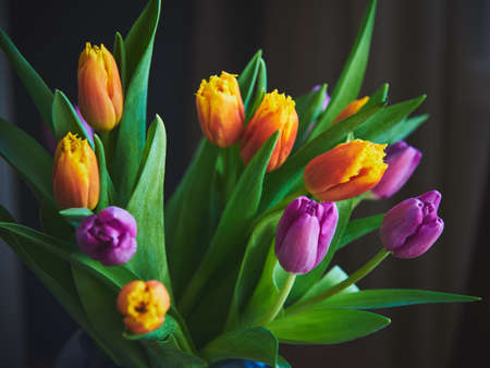 A bouquet of bright multicolored tulips on a dark background. Copy space for text, design. Floral background.の写真素材